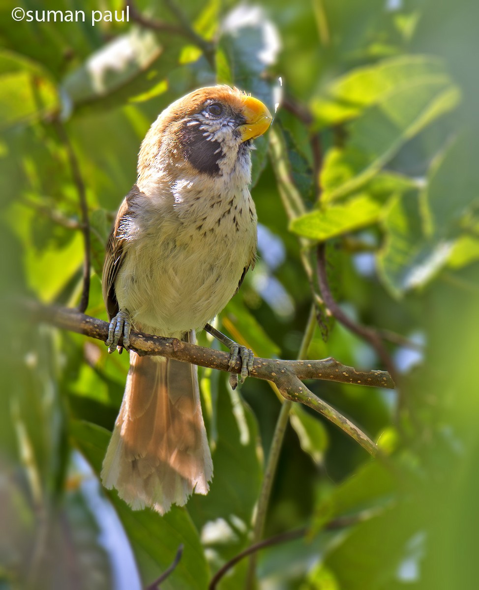 Spot-breasted Parrotbill - Suman Paul