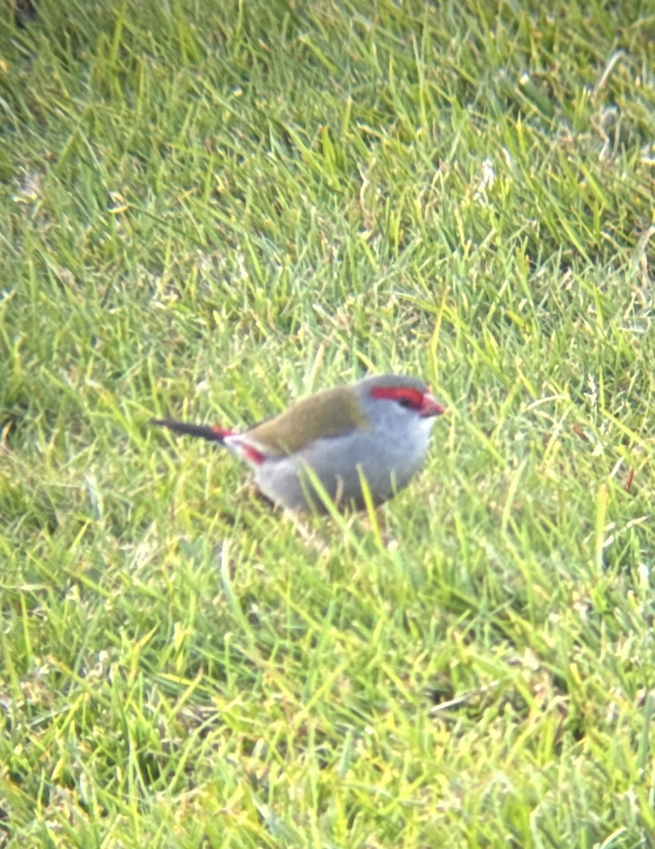 Red-browed Firetail - ML618363270