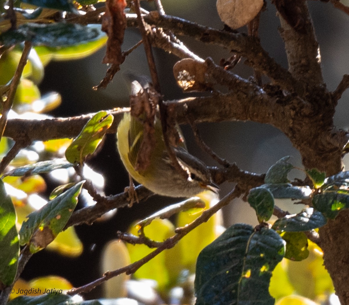 Ashy-throated Warbler - ML618363297