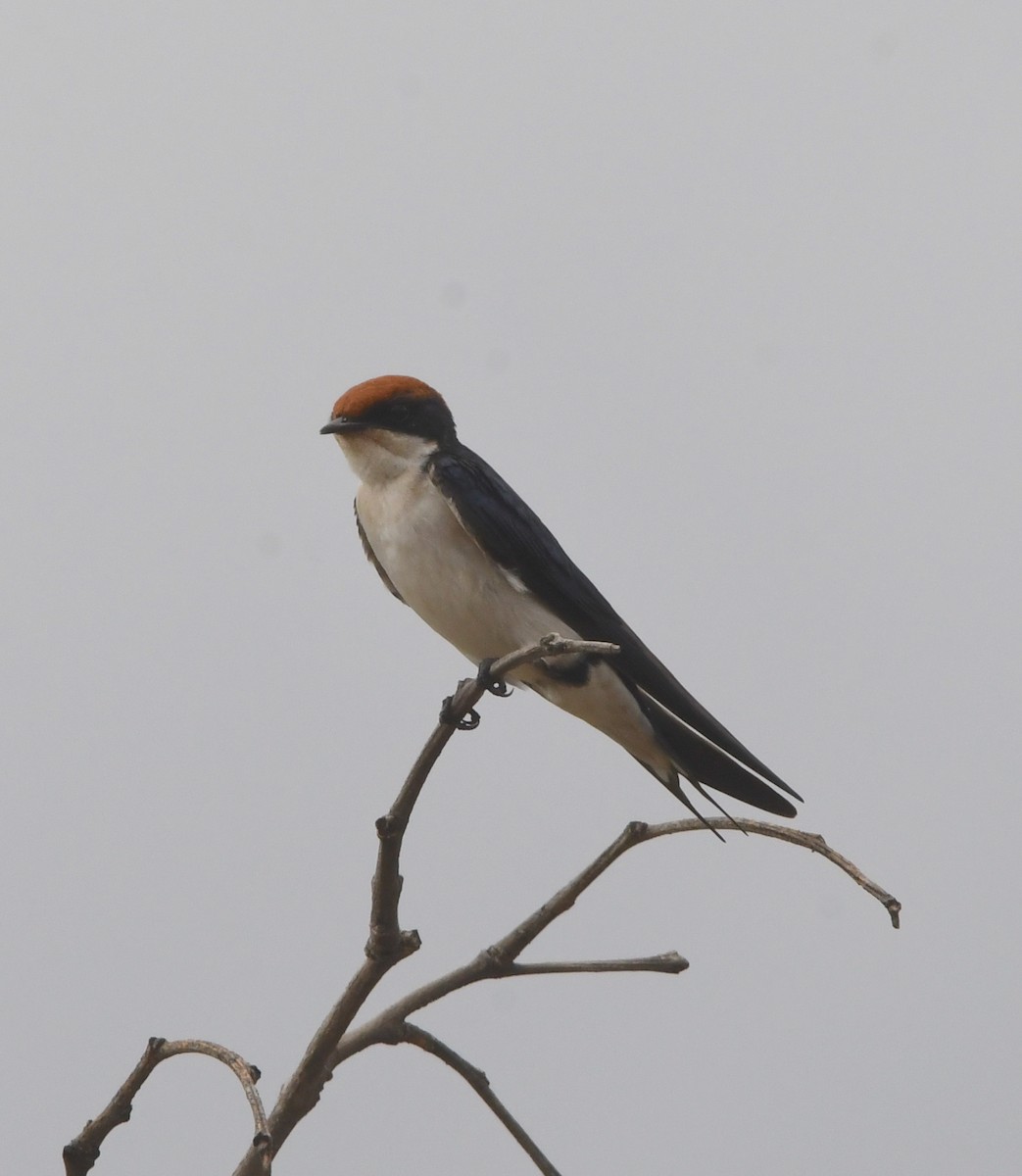 Wire-tailed Swallow - Gabriel Jamie