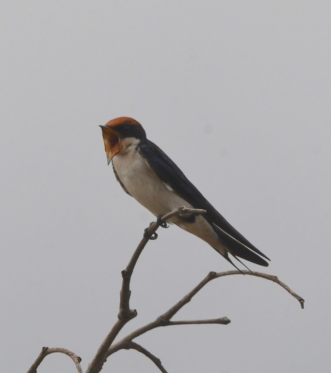 Wire-tailed Swallow - ML618363324