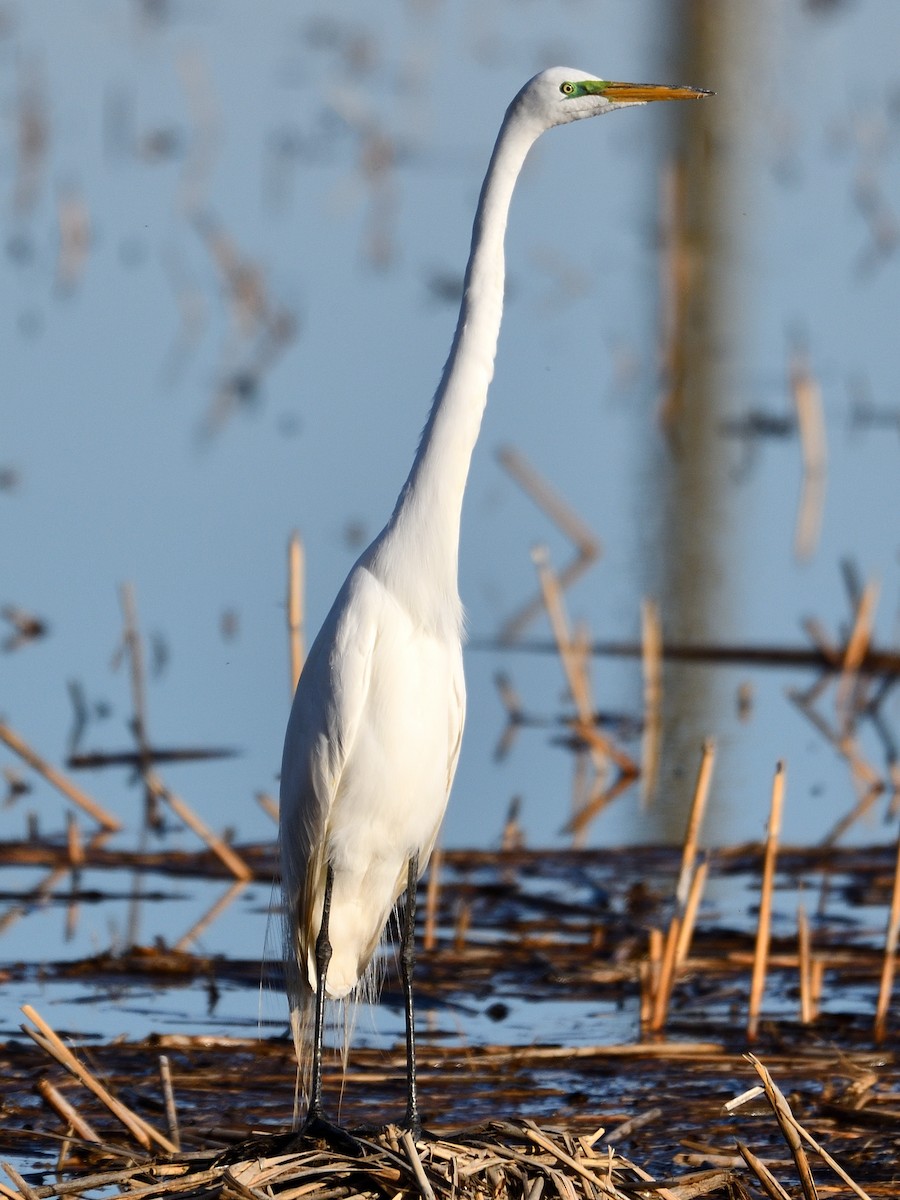Great Egret - Jeanne Stacey