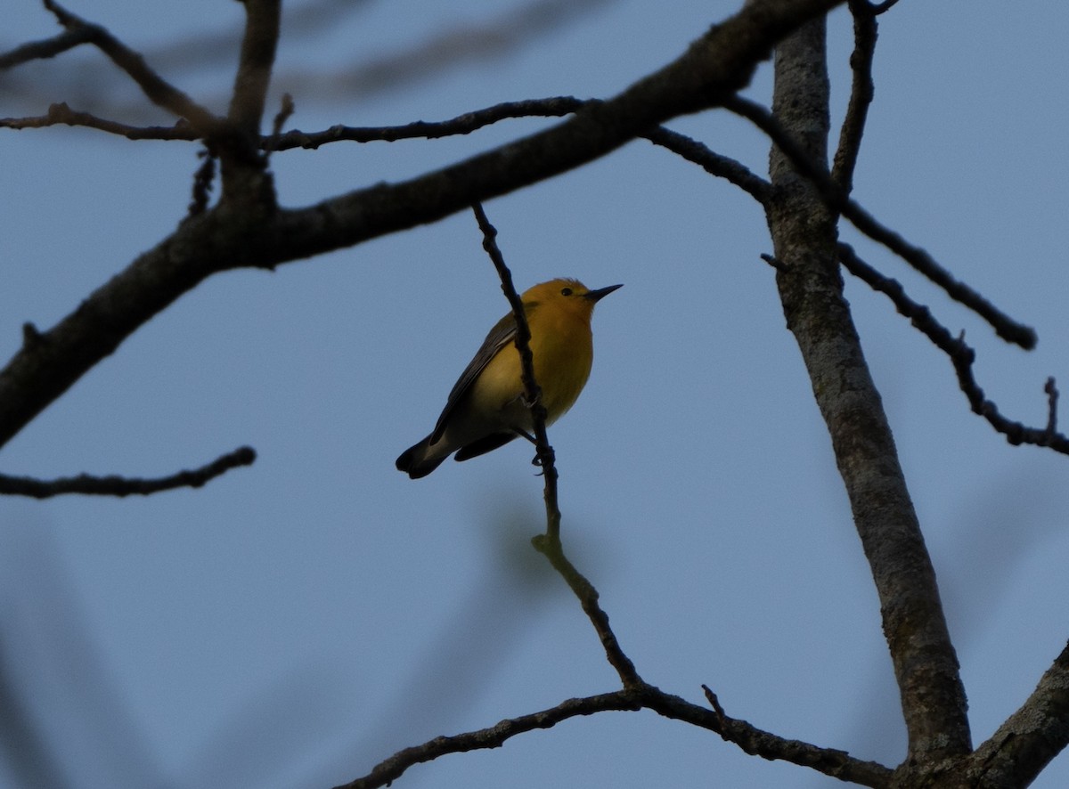 Prothonotary Warbler - ML618363367