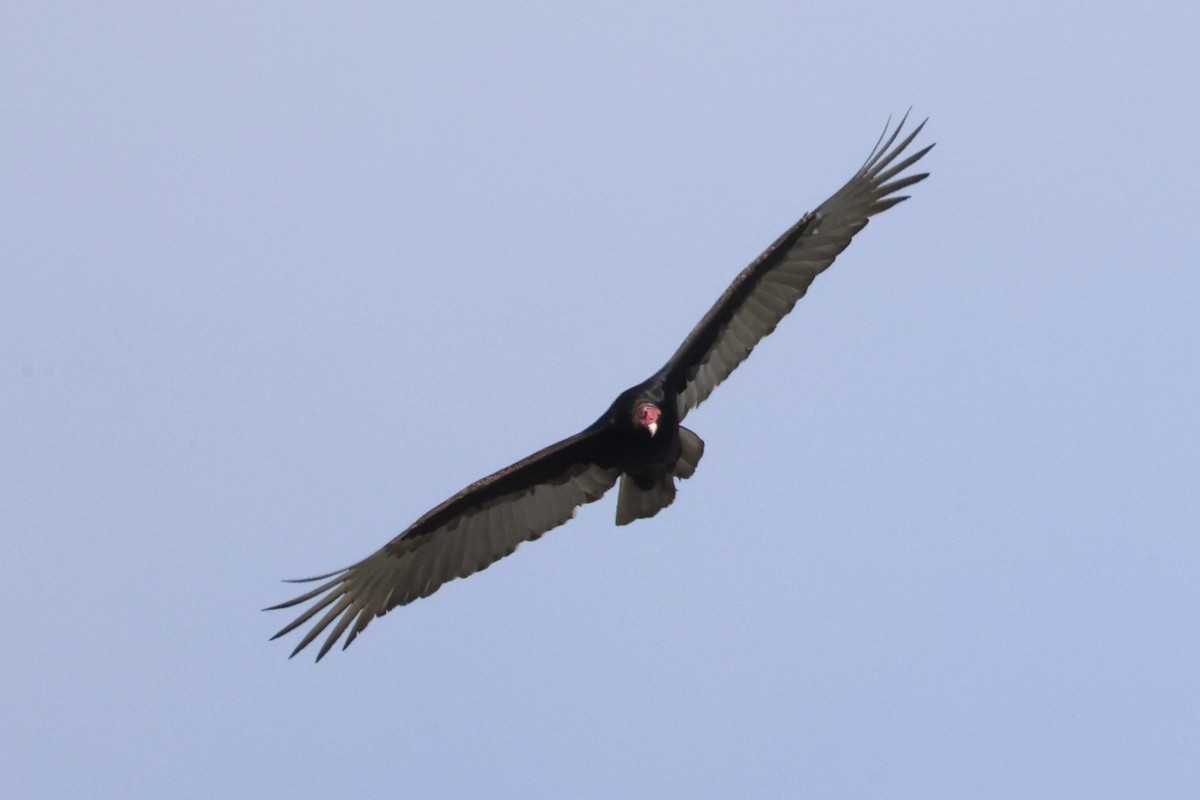 Turkey Vulture - ML618363375