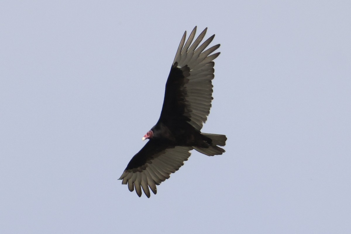 Turkey Vulture - ML618363376