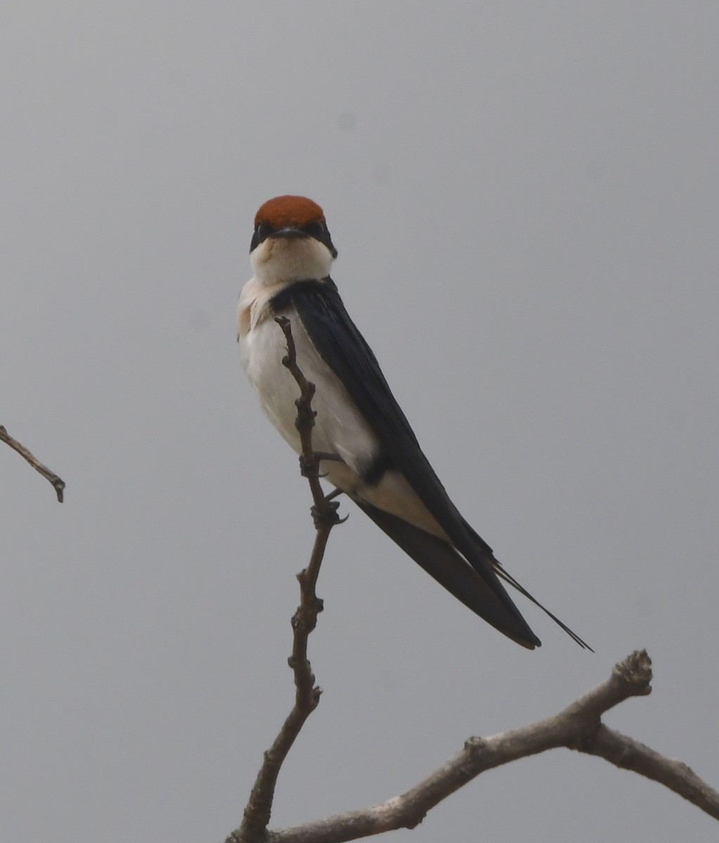 Wire-tailed Swallow - ML618363397