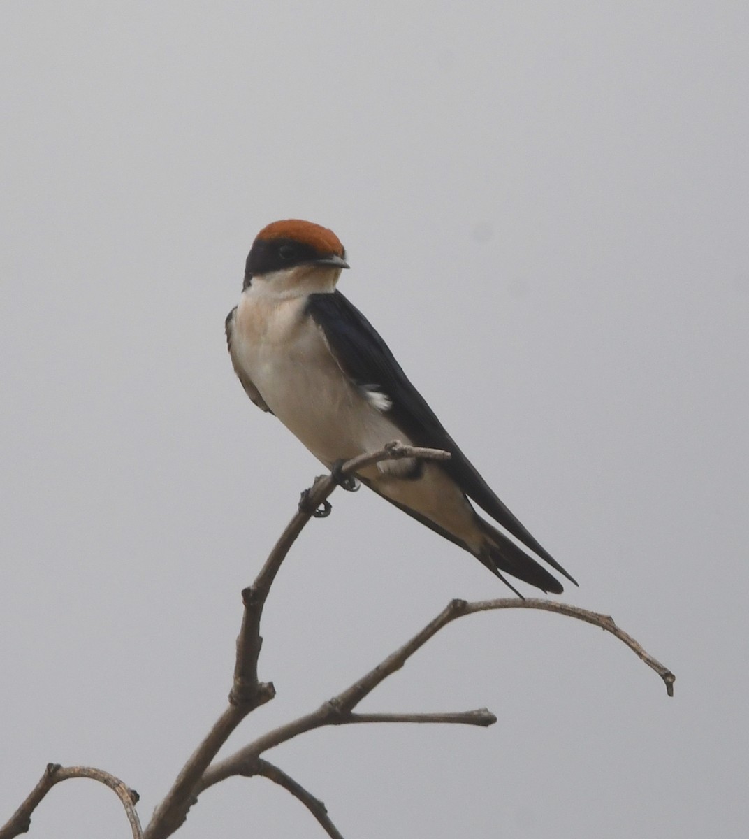 Wire-tailed Swallow - ML618363406