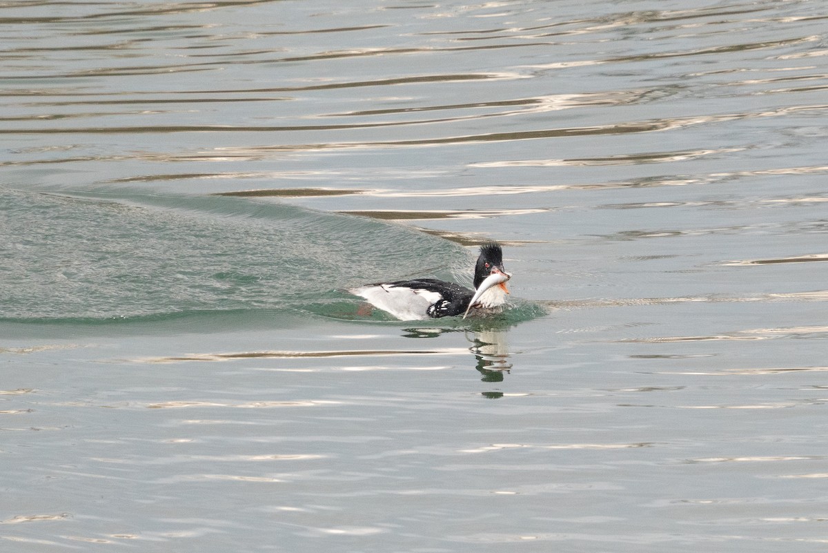 Red-breasted Merganser - Andy Lee