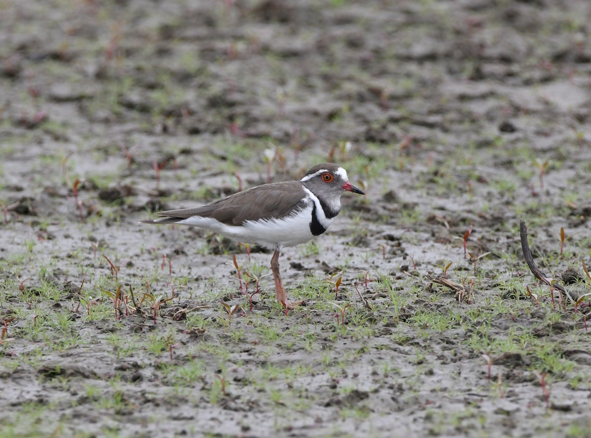 Three-banded Plover - ML618363415