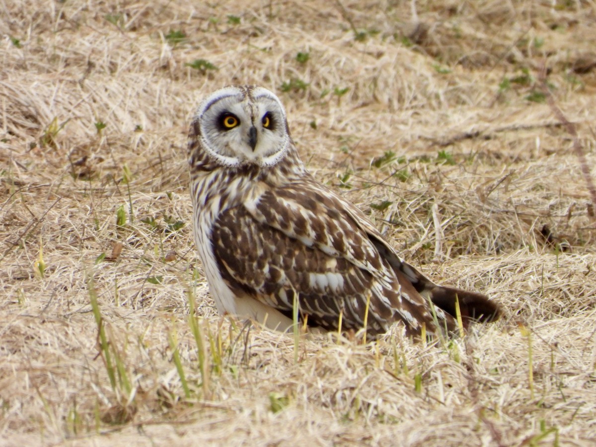 Short-eared Owl - ML618363417