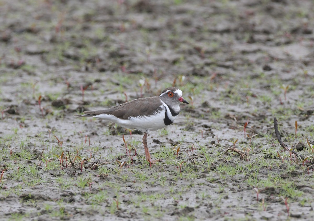 Three-banded Plover - ML618363421