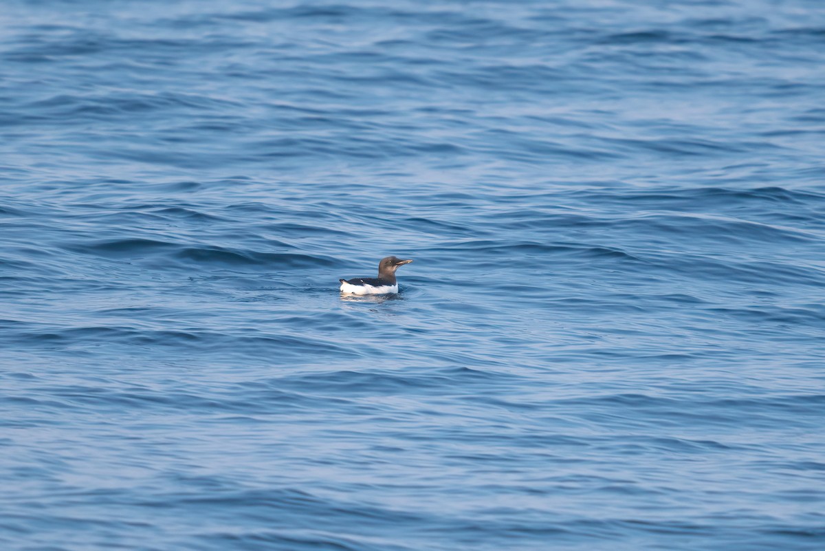 Thick-billed Murre - ML618363431
