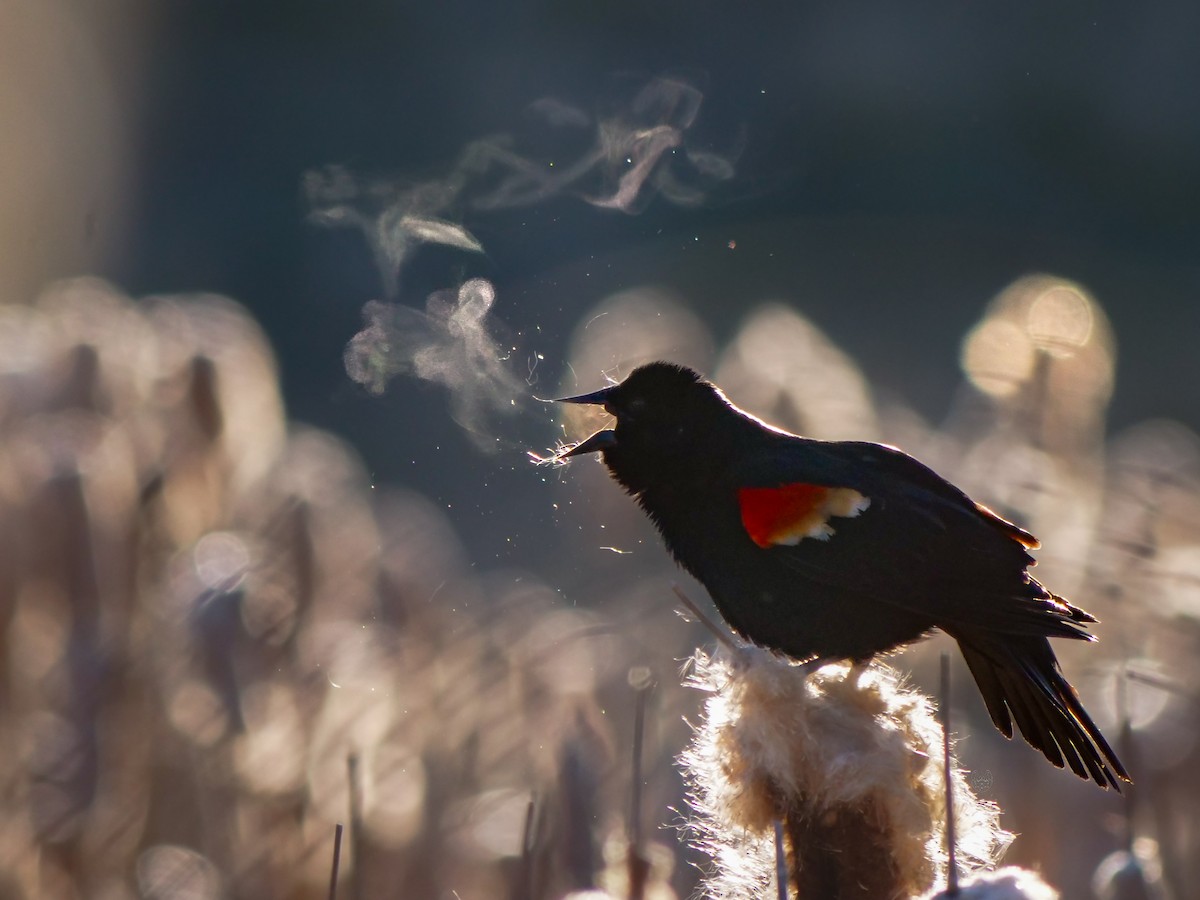 Red-winged Blackbird - ML618363460