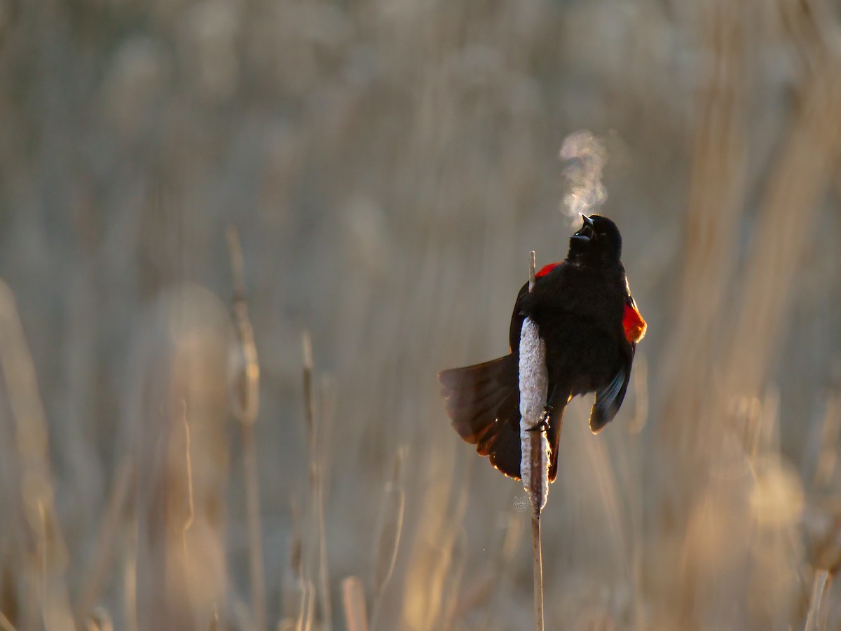 Red-winged Blackbird - ML618363462