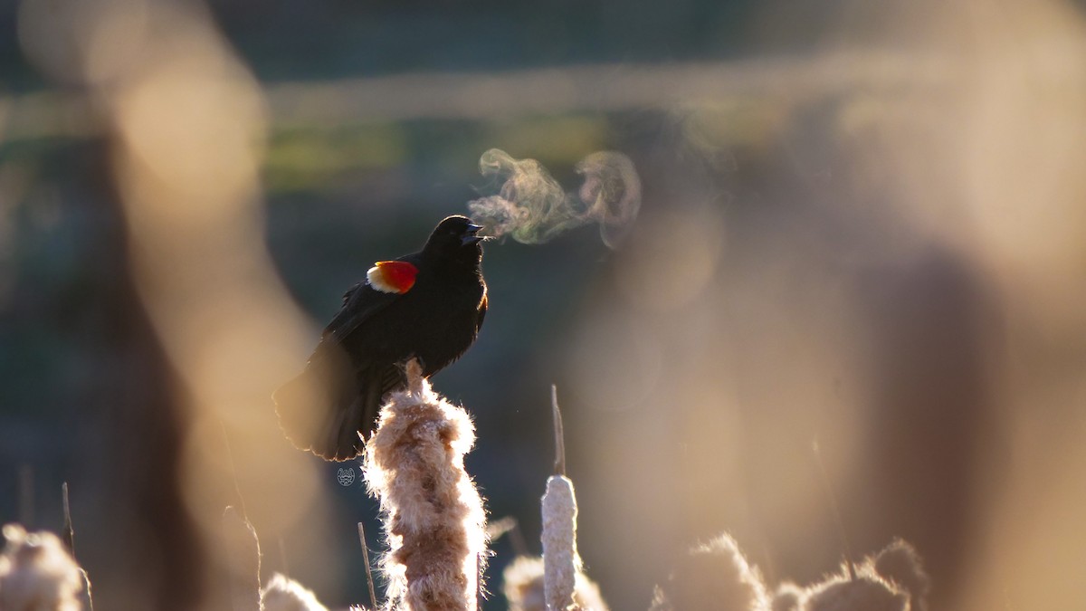 Red-winged Blackbird - ML618363465