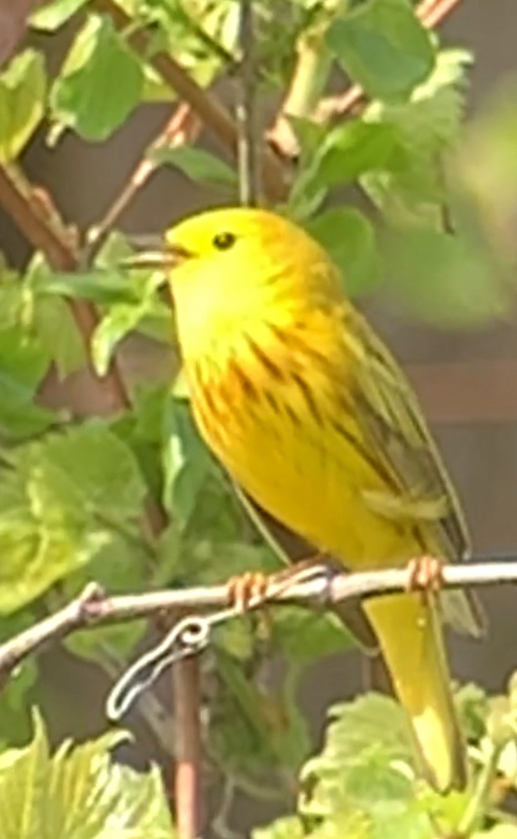 Yellow Warbler - ML618363474