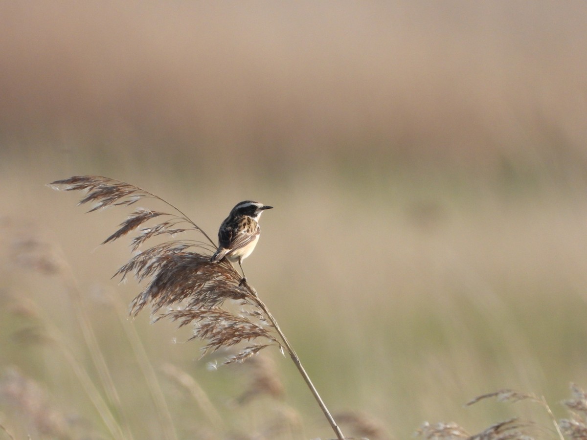 Whinchat - ML618363478