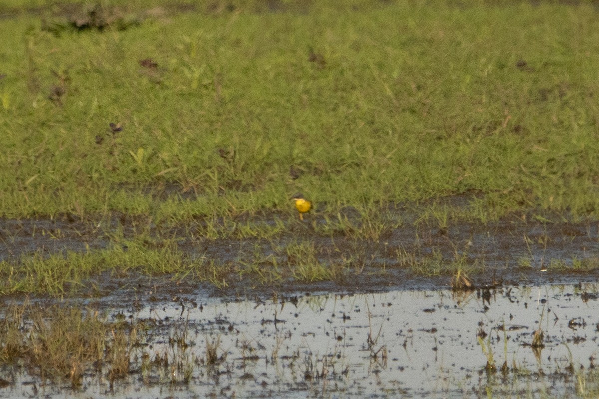 Western Yellow Wagtail (thunbergi) - Letty Roedolf Groenenboom