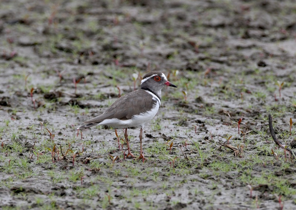Three-banded Plover - ML618363521