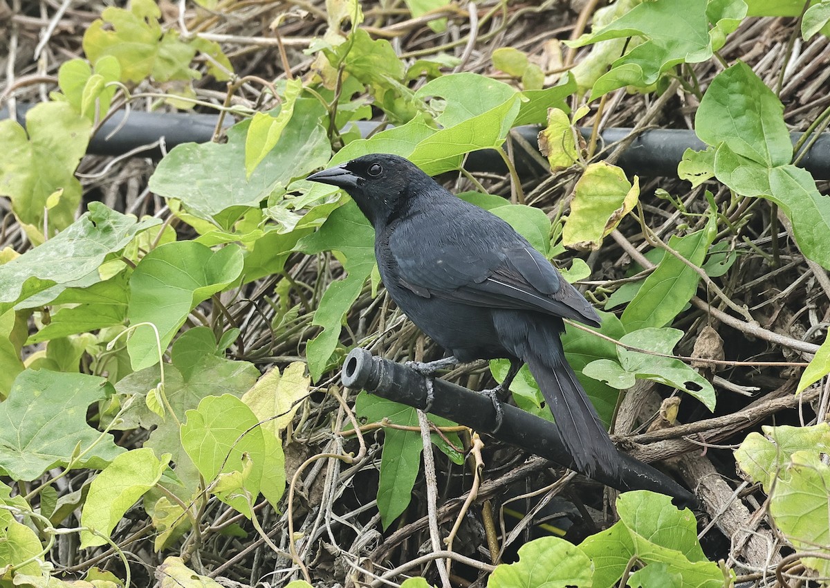Scrub Blackbird - ML618363536