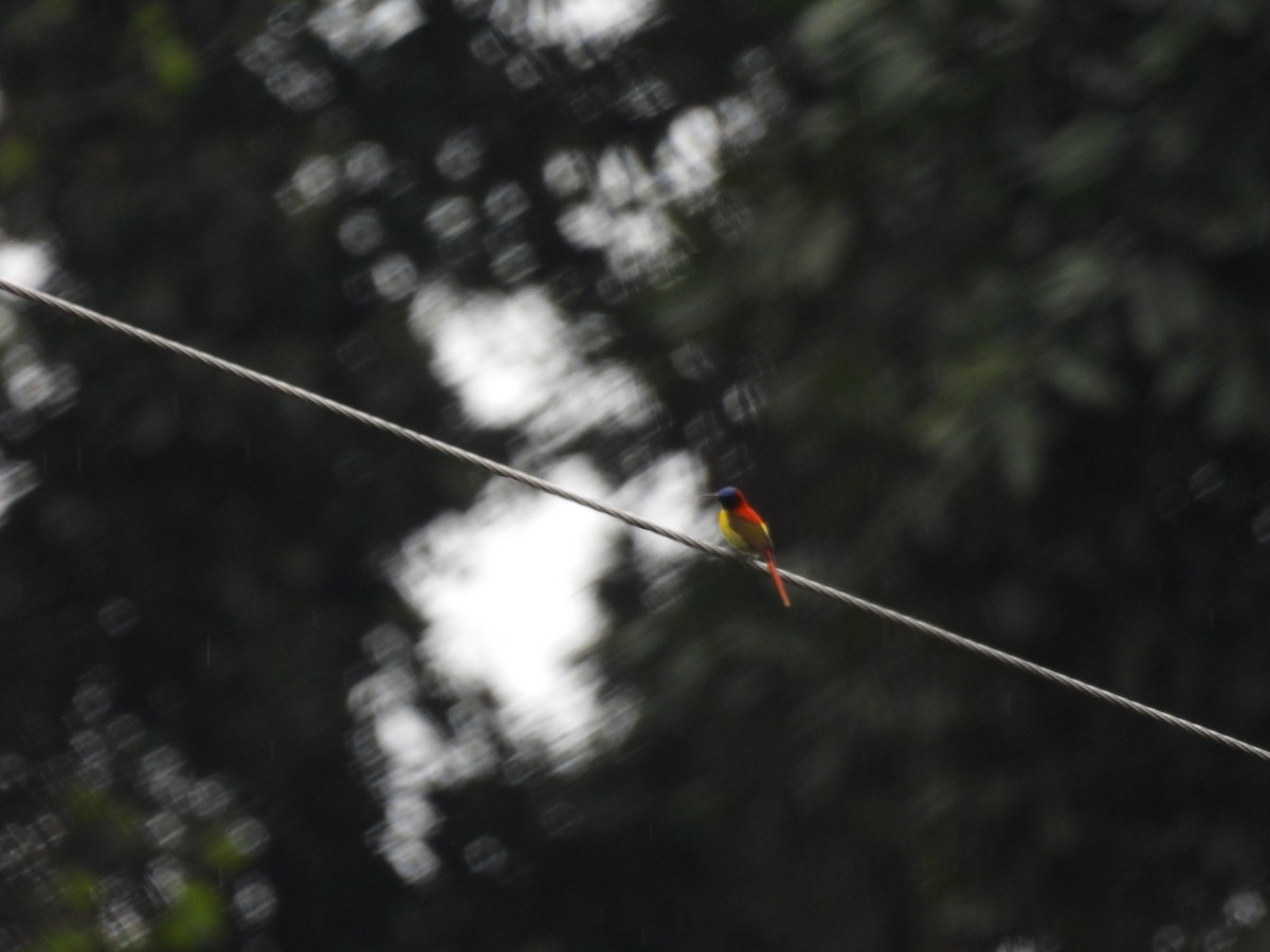 Fire-tailed Sunbird - ML618363540