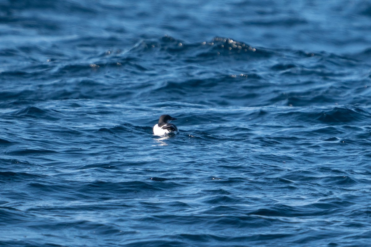 Thick-billed Murre - ML618363547