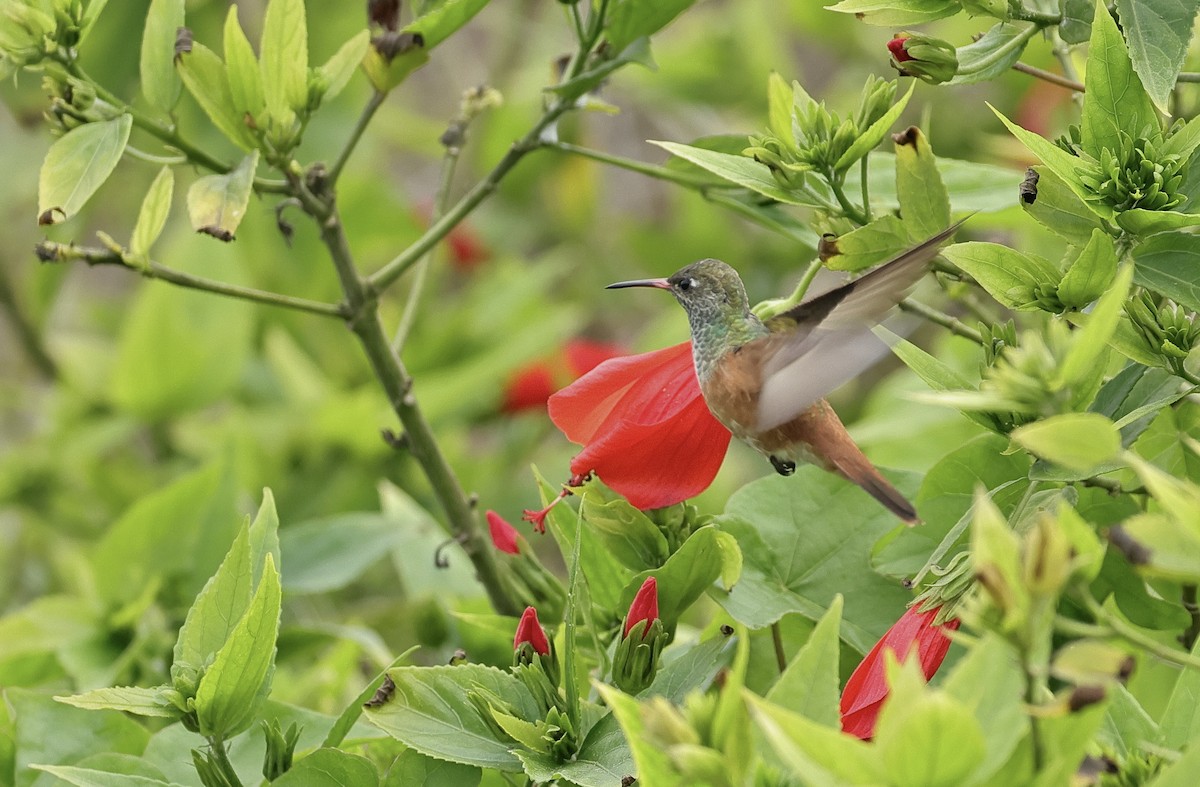 Amazilia Hummingbird - ML618363607