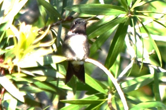 Ruby-throated Hummingbird - ML618363653