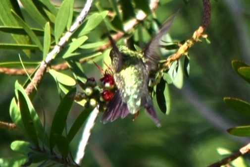 Ruby-throated Hummingbird - ML618363659