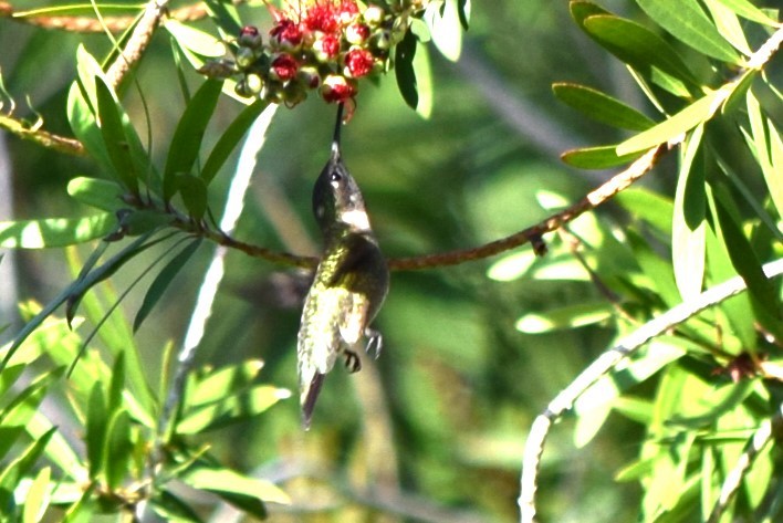 Ruby-throated Hummingbird - ML618363662
