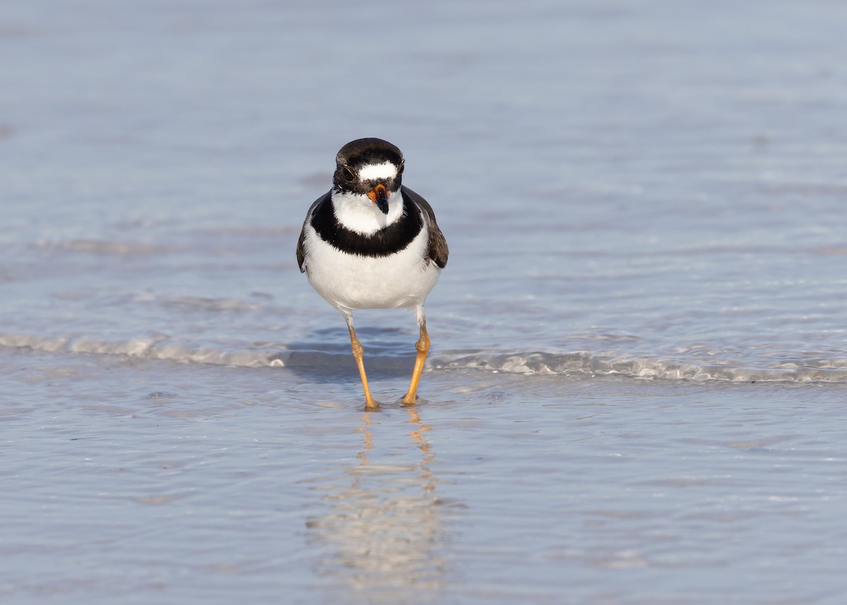 Semipalmated Plover - ML618363683