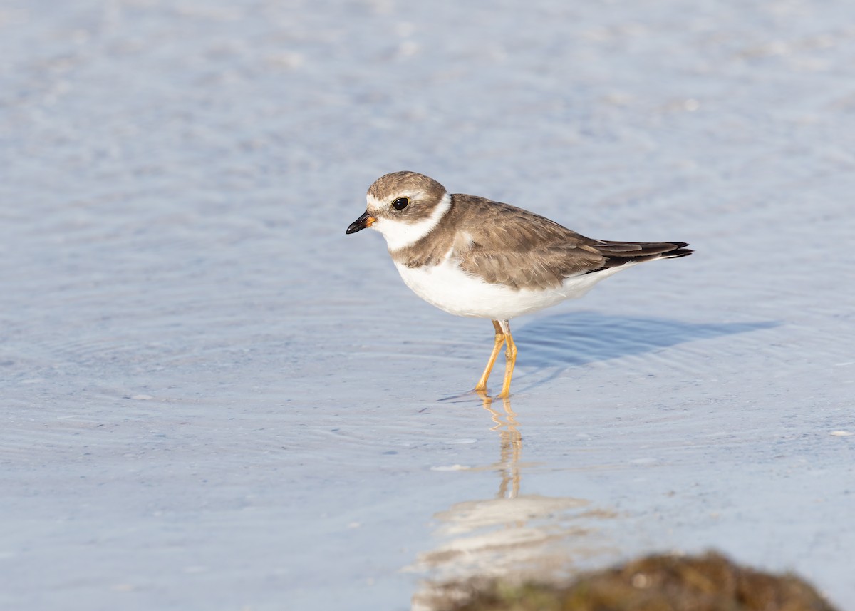 Semipalmated Plover - ML618363686