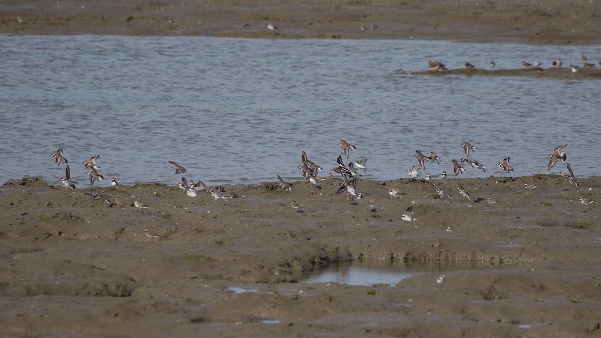 Common Ringed Plover - ML618363740
