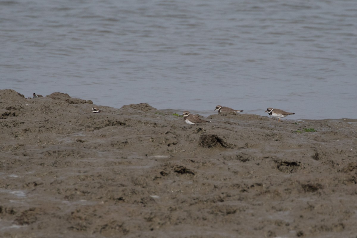 Common Ringed Plover - ML618363741