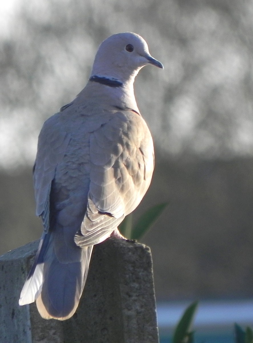 Eurasian Collared-Dove - Peter Milinets-Raby