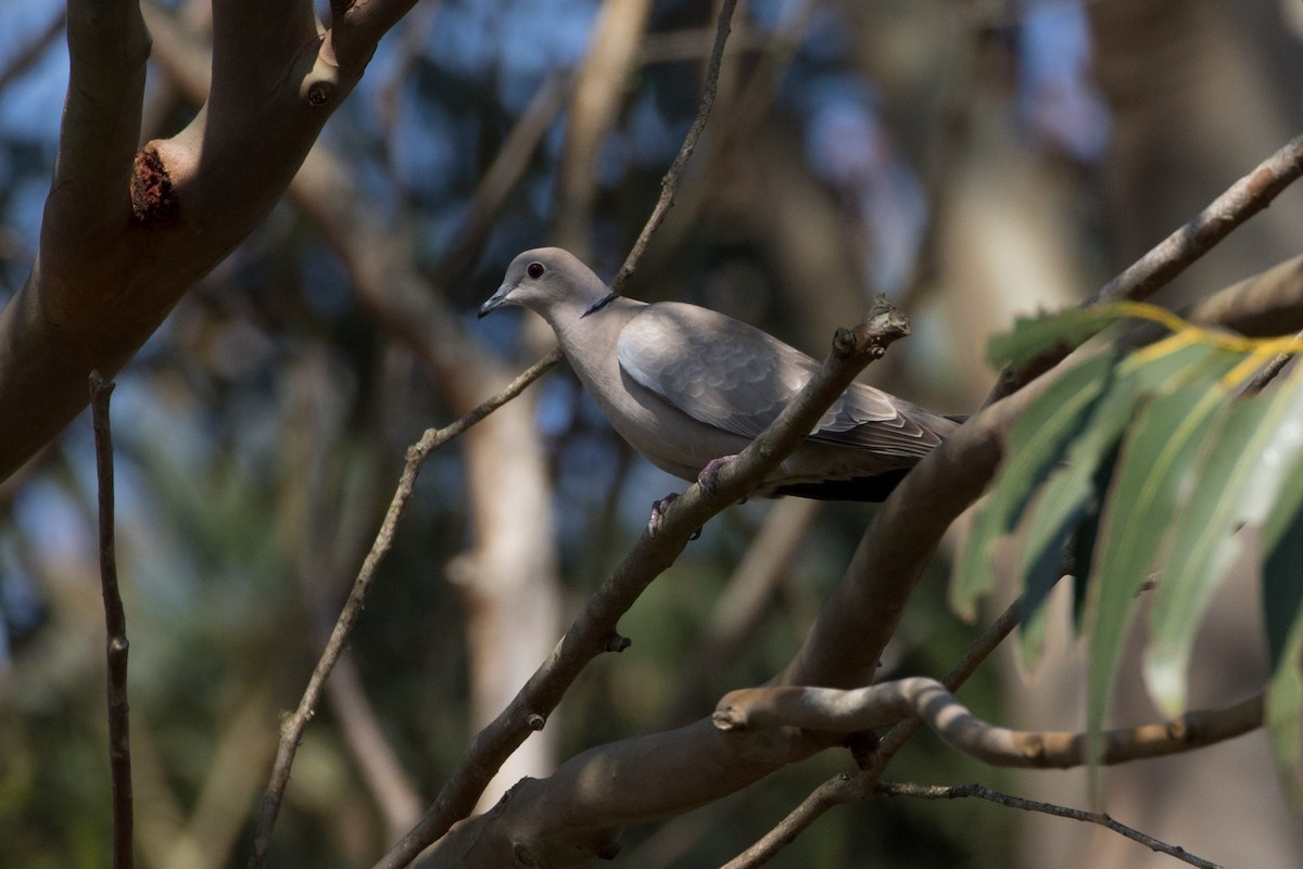 Eurasian Collared-Dove - Detcheverry Joël