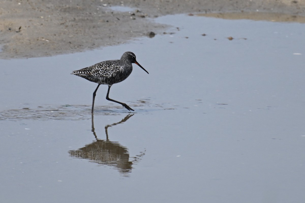 Spotted Redshank - ML618363785