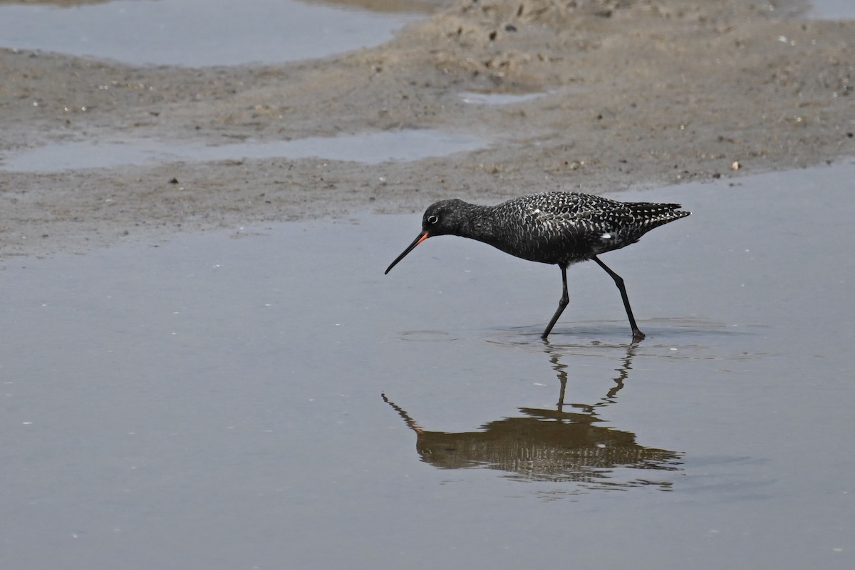 Spotted Redshank - ML618363786