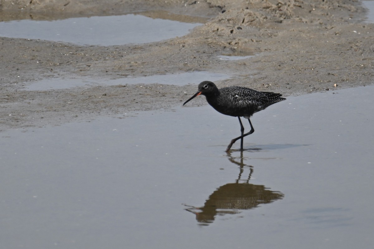 Spotted Redshank - ML618363787