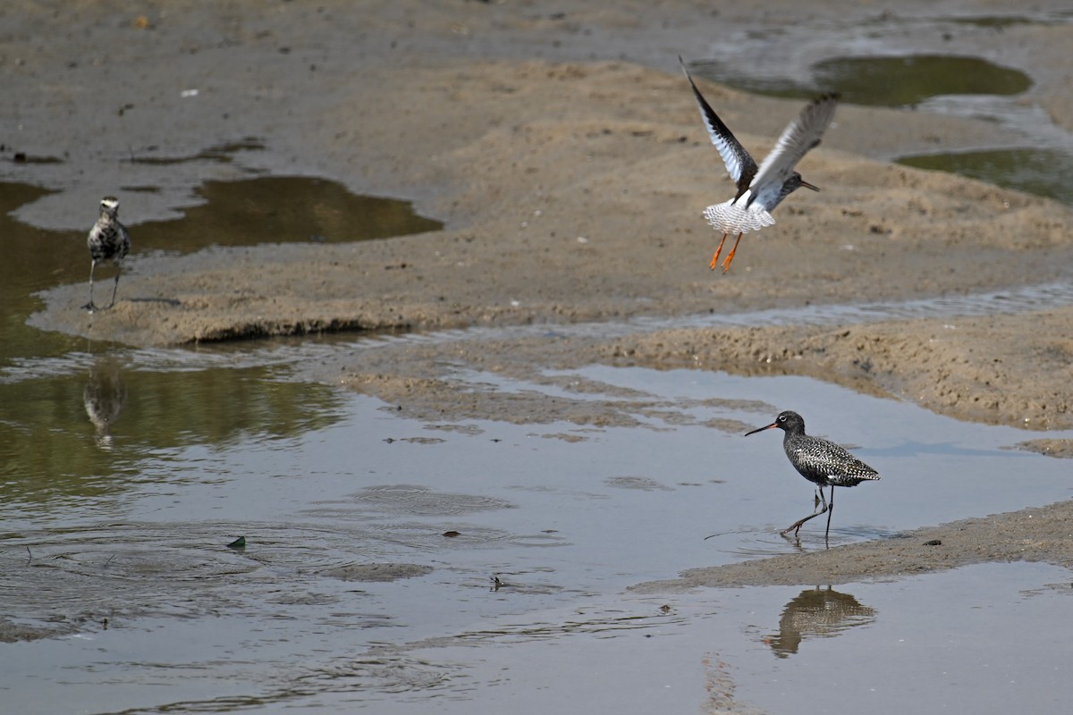 Spotted Redshank - ML618363790