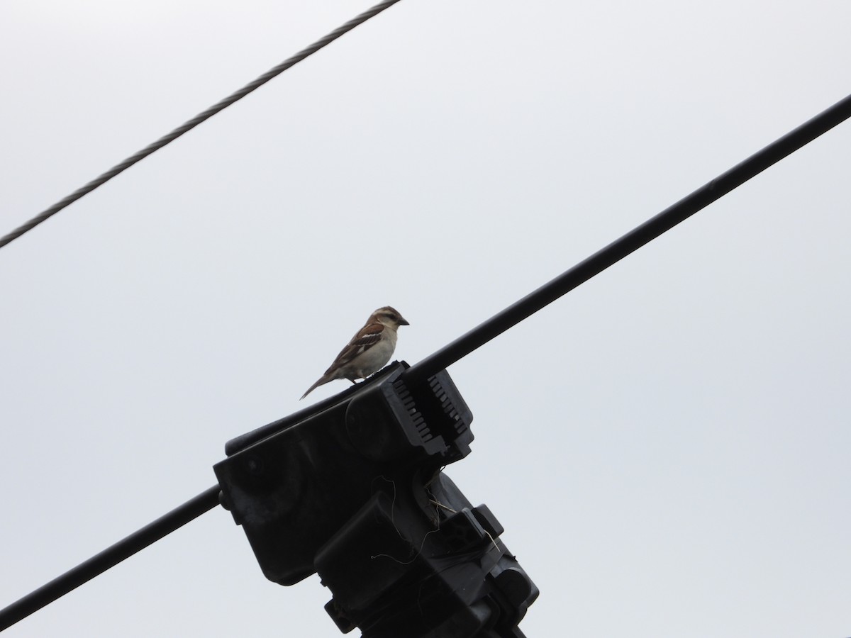 Russet Sparrow - ML618363803