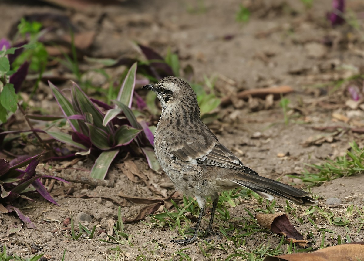 Long-tailed Mockingbird - ML618363849