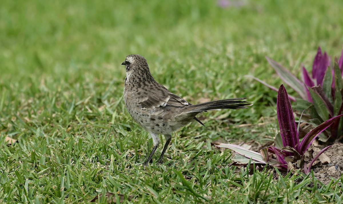 Long-tailed Mockingbird - ML618363854