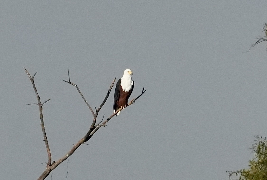 African Fish-Eagle - ML618363864