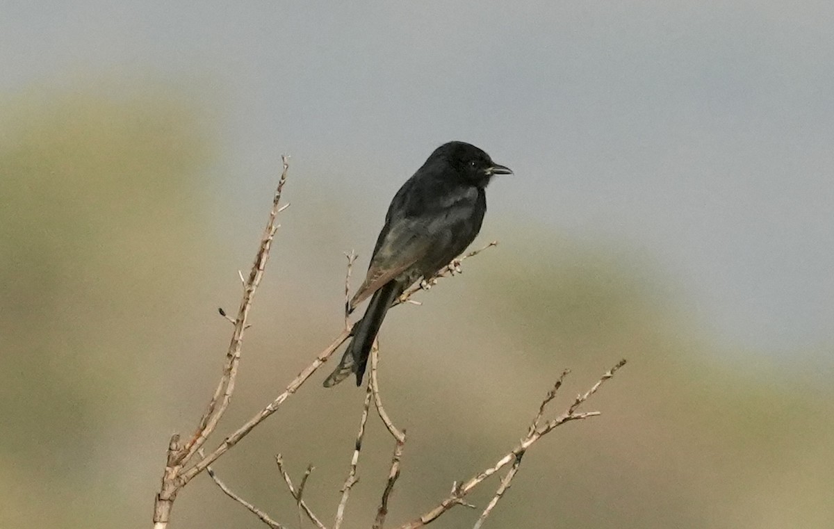 Fork-tailed Drongo - ML618363876