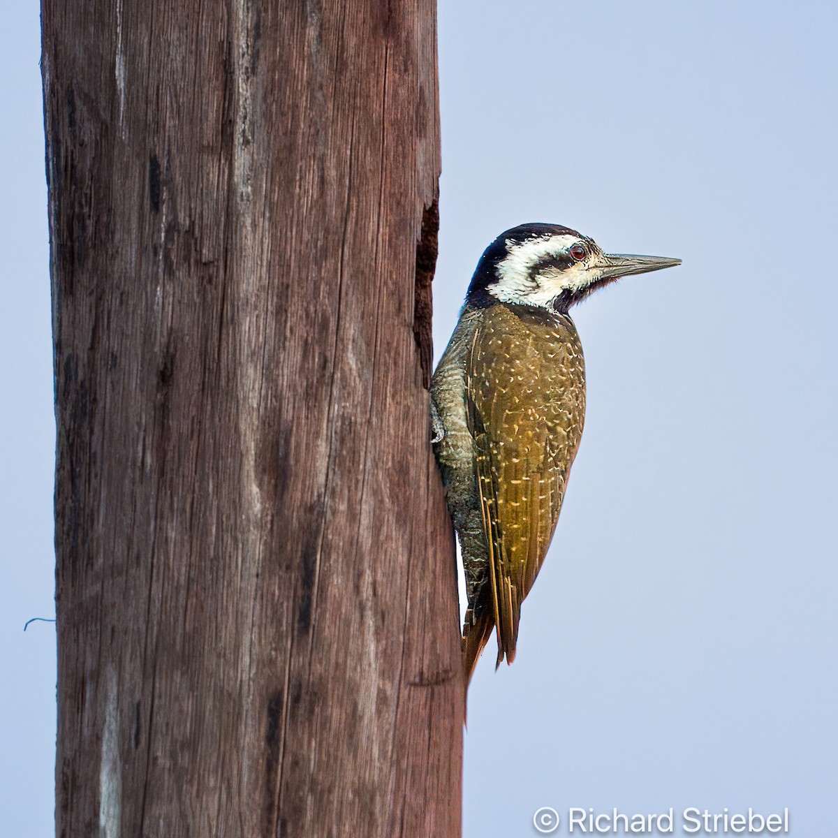 Bearded Woodpecker - ML618363877