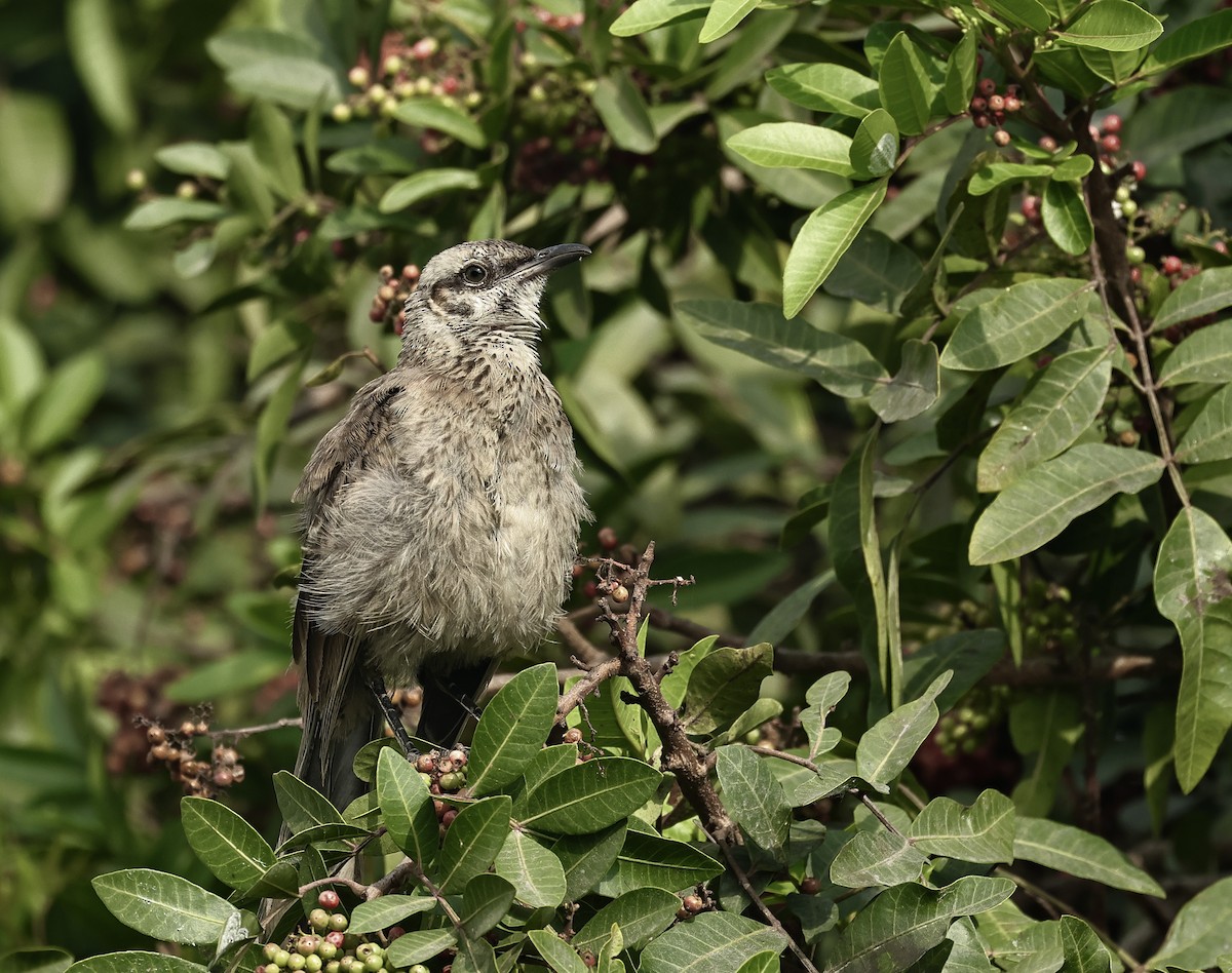 Long-tailed Mockingbird - ML618363907