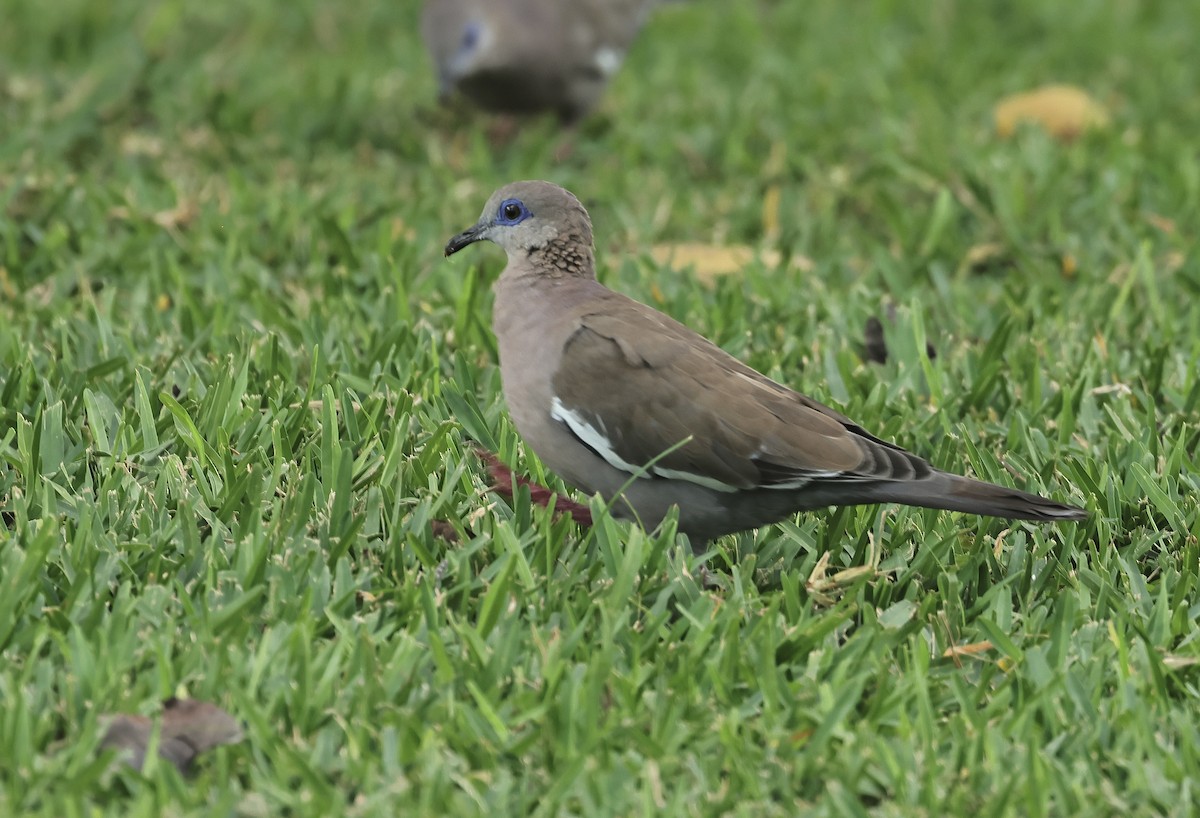 West Peruvian Dove - ML618363937