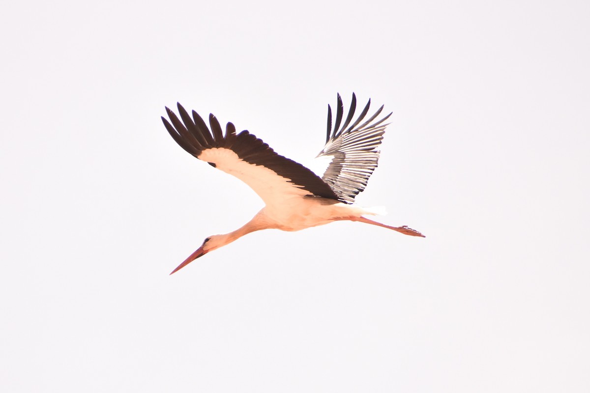White Stork - Aurora Varda