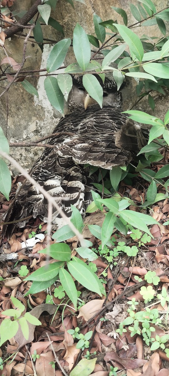 Spot-bellied Eagle-Owl - ML618363959